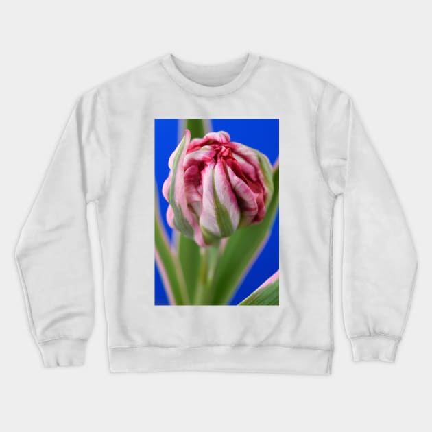 Tulipa &#39;Eternal Flame&#39; Double Early Tulip Crewneck Sweatshirt by chrisburrows